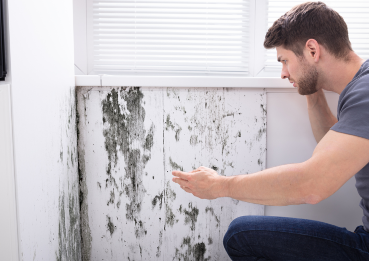 pelėsis namuose ant sienų