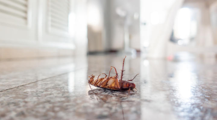 tarakonų naikinimas namuose