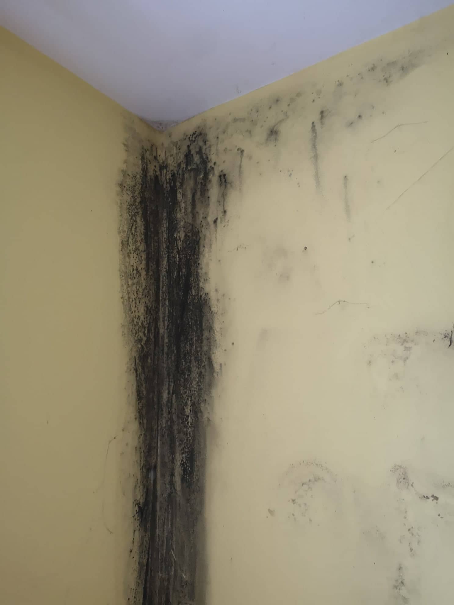 pelėsio naikinimas namuose ant sienos po