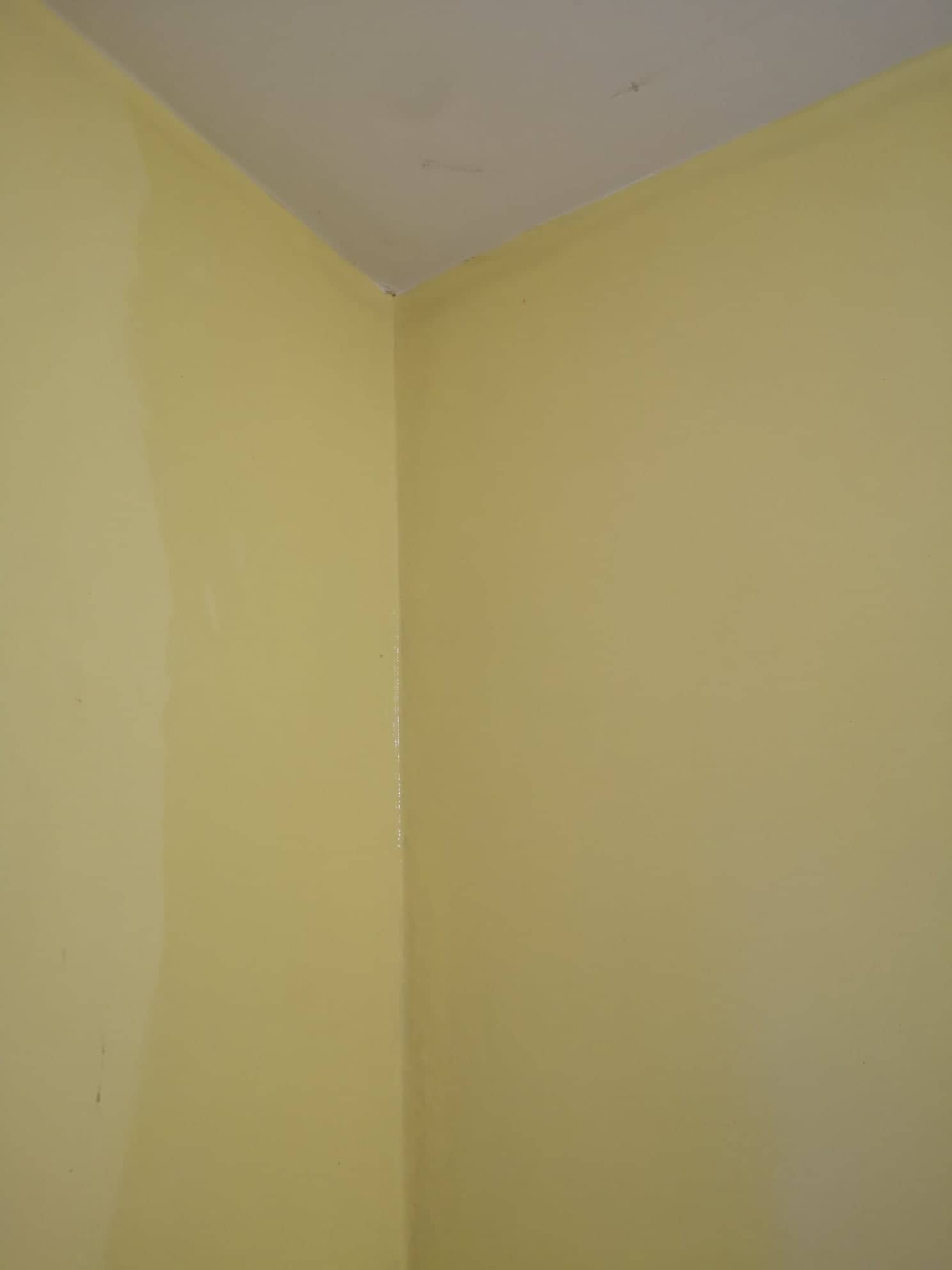 pelėsio naikinimas namuose ant sienos prieš