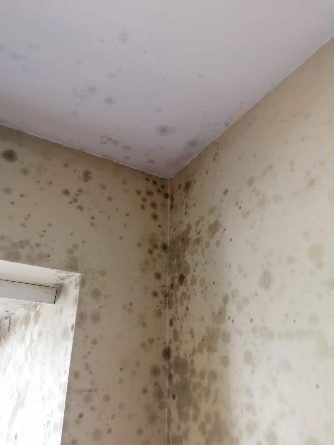 pelėsio naikinimas nuo sienų prieš