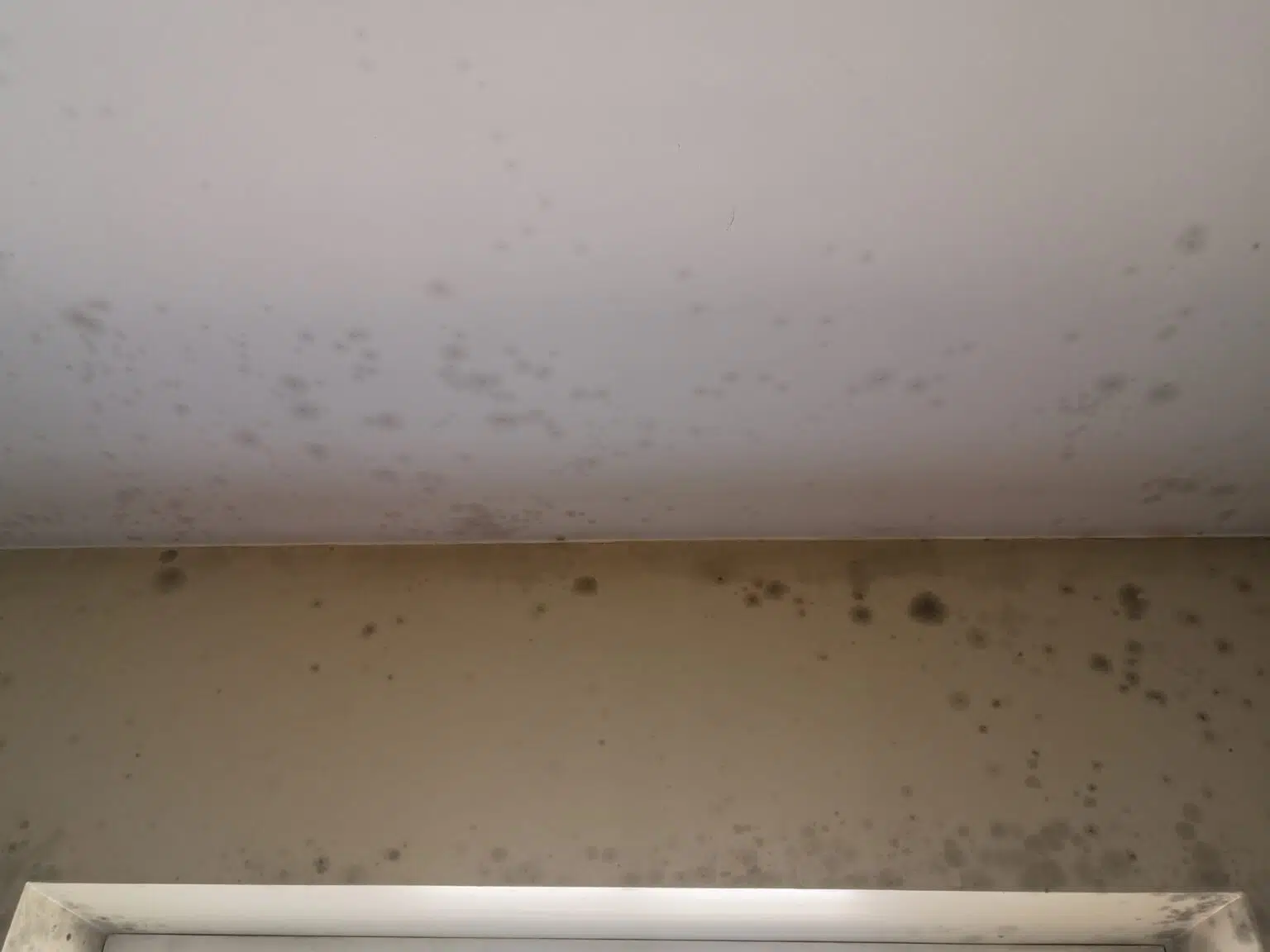 pelėsio šalinimas nuo sienos prieš