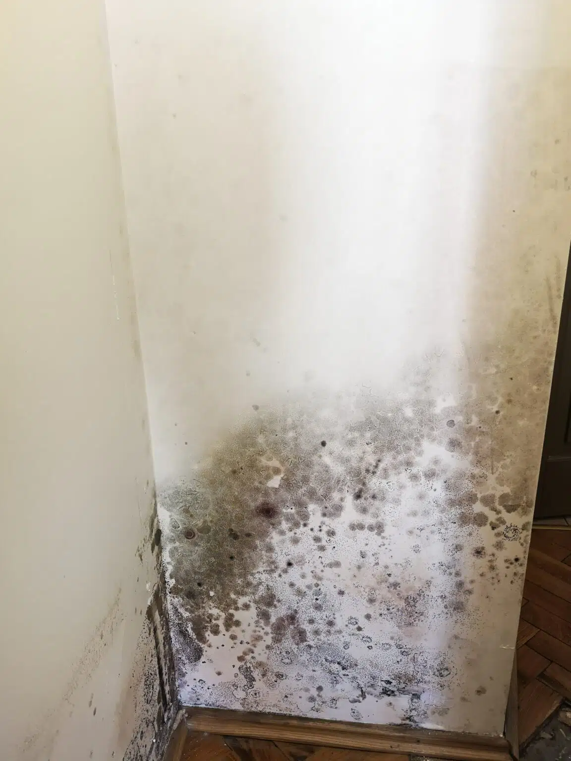 pelėsio naikinimas ant sienos prieš