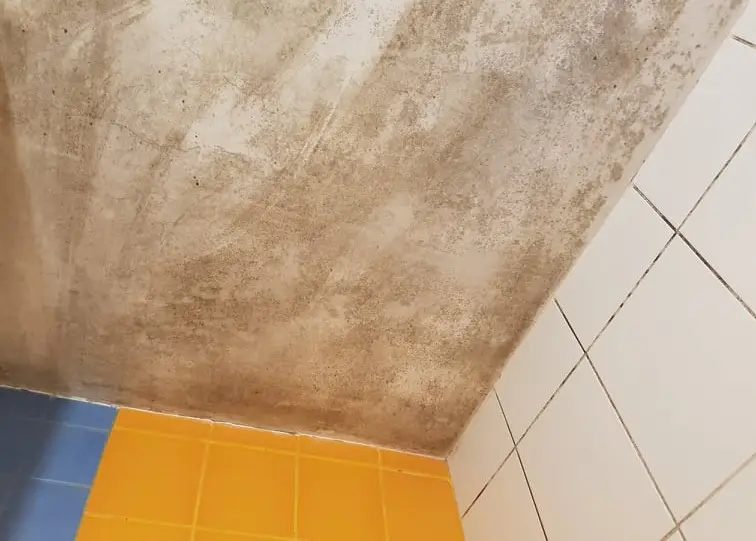 pelėsio naikinimas vonioje prieš