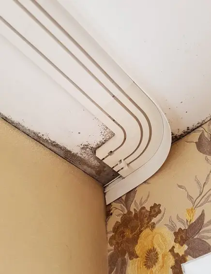 pelėsio naikinimas bute prieš