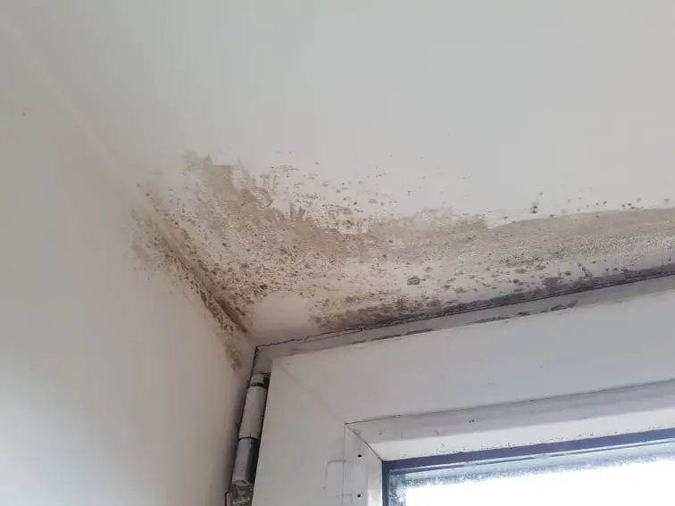 pelėsio šalinimas ant lubų prieš