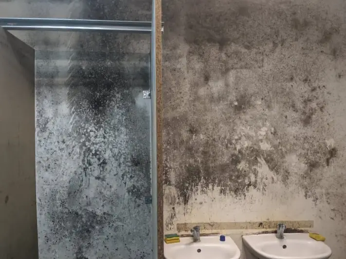 pelėsio naikinimas vonios kambaryje prieš