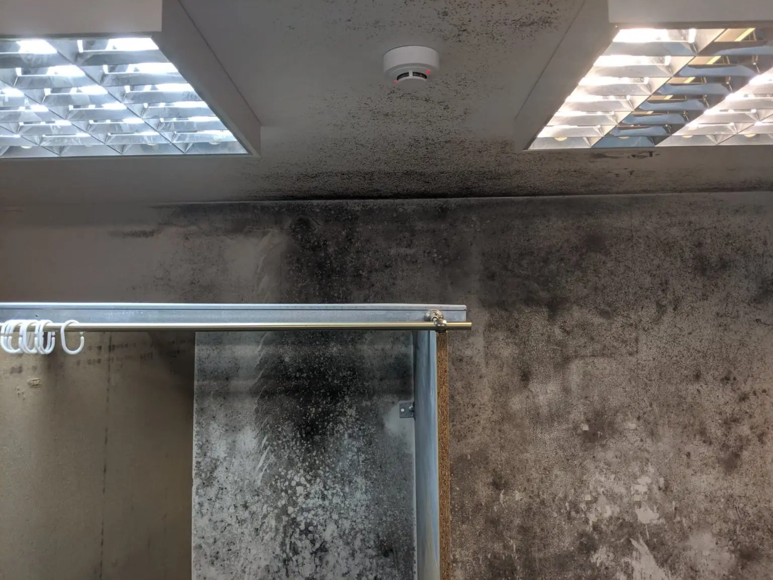 pelėsio naikinimas dušo kabinoje prieš