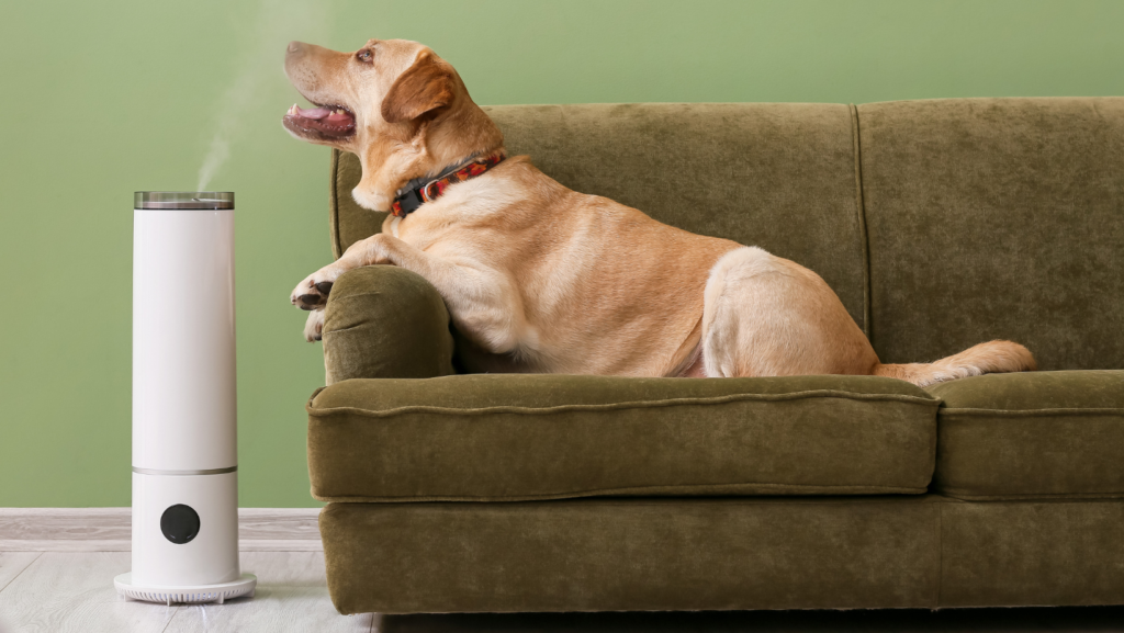 Sausas oras namuose: kuo jis pavojingas ir ką daryti? 5 šuo megaujasi oro drėkintuvu ir jo garais