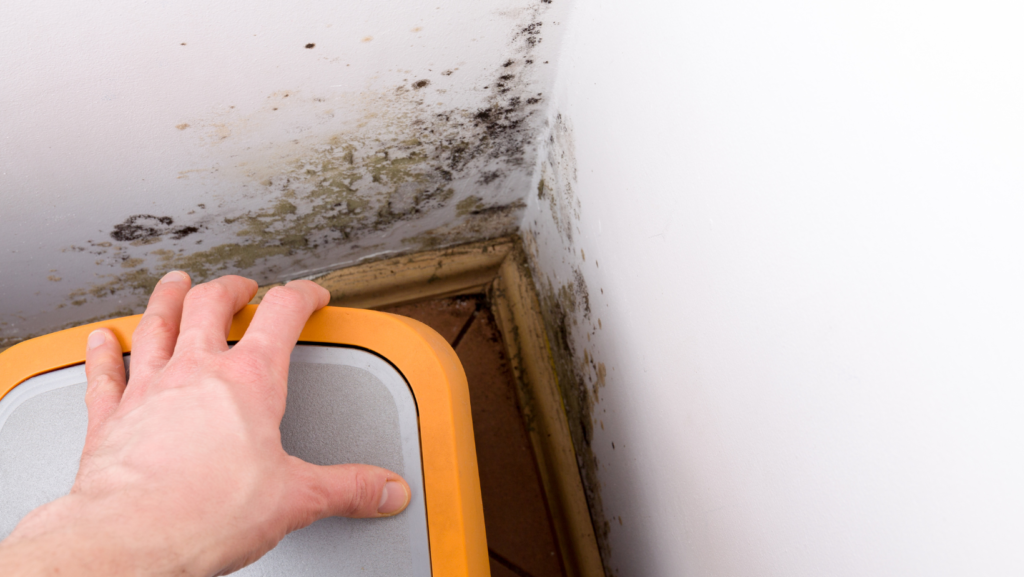 Pelėsio žala organizmui: kokie yra galimi sveikatos pavojai? 5 pelesio žala sveikatai, pelėsis ant grindų