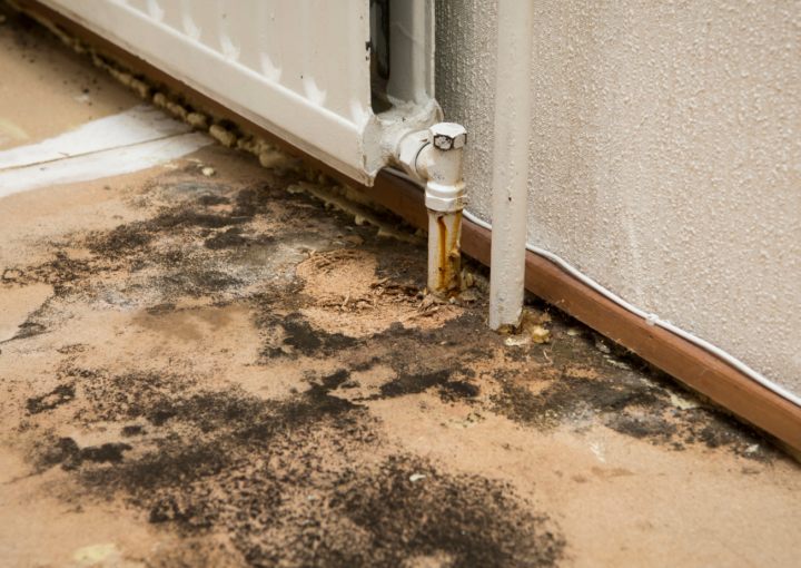 pelėsis kaupiasi prie radiatoriaus namuose