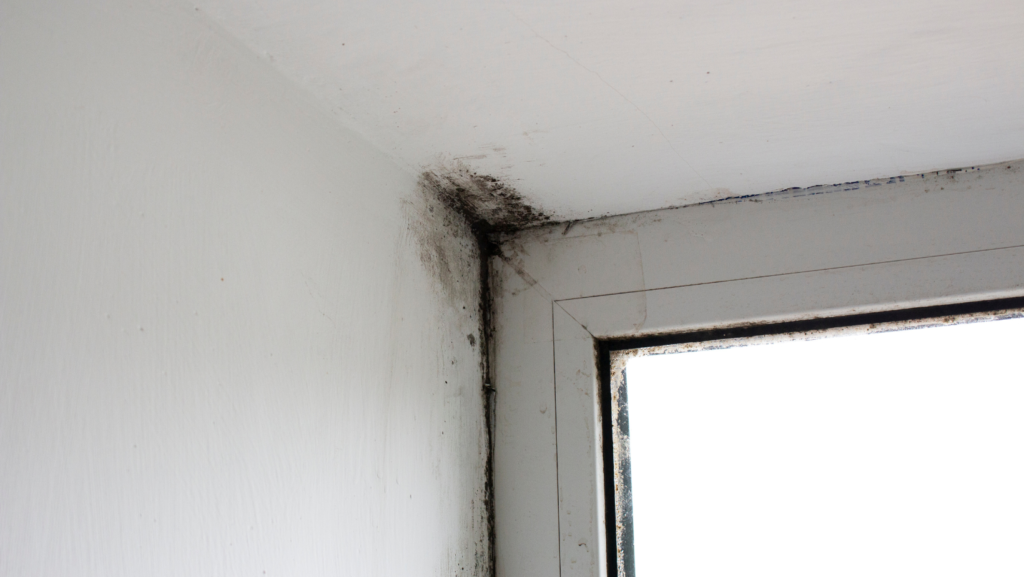 Pelėsio žala organizmui: kokie yra galimi sveikatos pavojai? 2 pelėsis ties langu