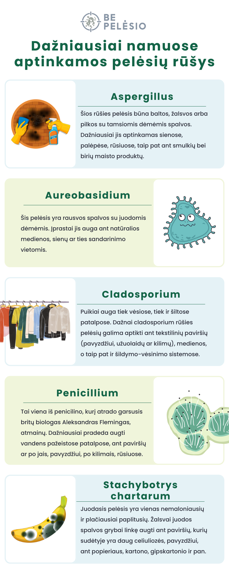Pelėsis Namuose - Kaip Išnaikinti? 3 dažniausiai namuose aptinkamos pelėsių rūšys - infografikas