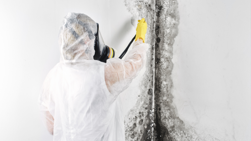 Pelėsis Namuose - Kaip Išnaikinti? 8 kaip išnaikinti pelėsį - profesionalas naikina pelėsį namuose