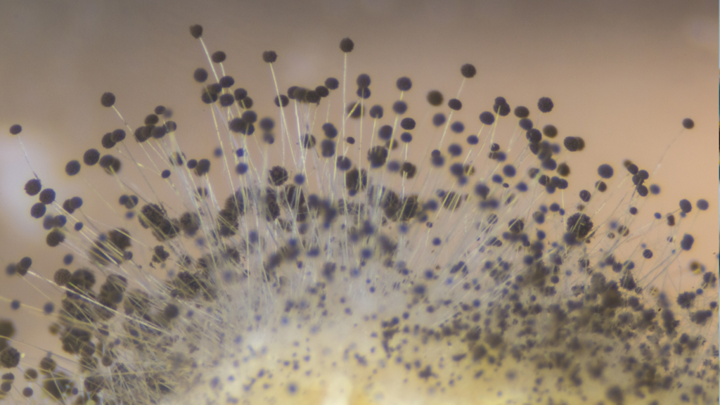 Pelėsis Namuose - Kaip Išnaikinti? 5 pelėsio sporos ir jų hifai